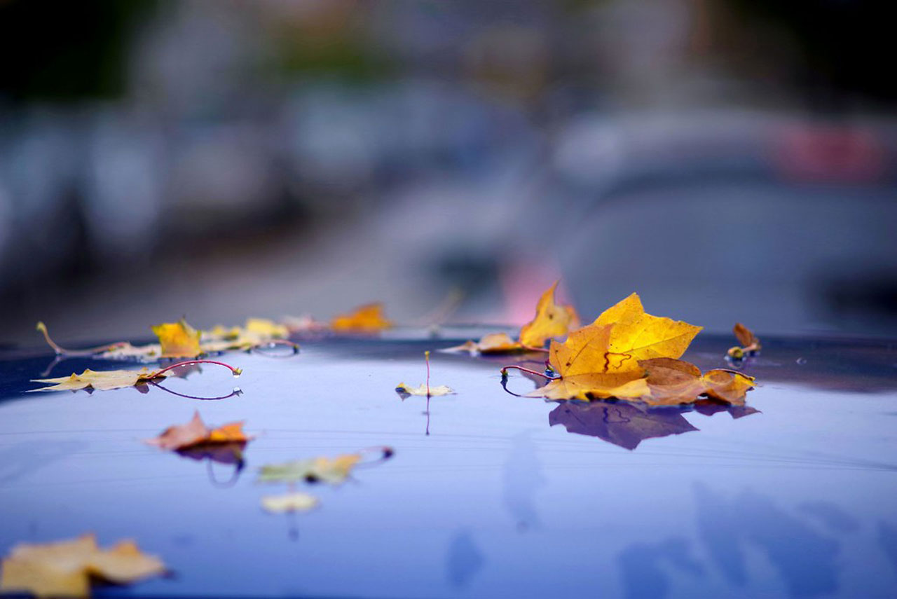 A picture of wet leaves sitting on a car's roof.